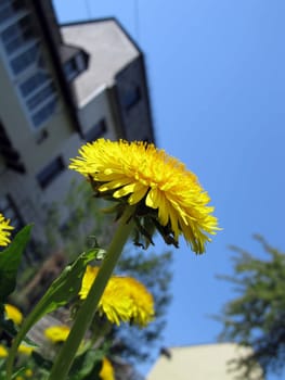 Dandelion