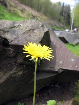 Dandelion