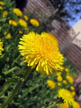Dandelion