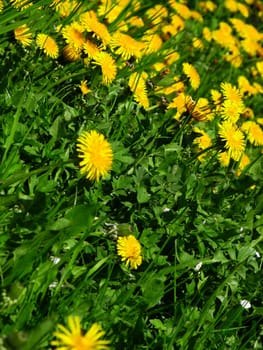 Dandelion meadow