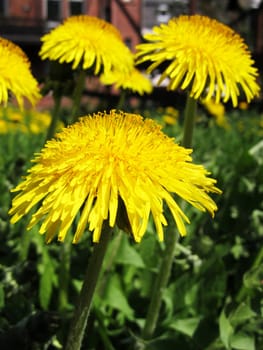 Dandelion meadow