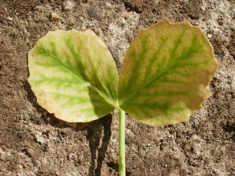 Sugar pea leaf