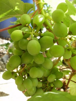 Grapes