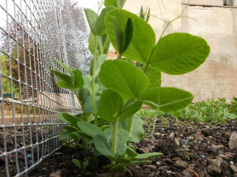 mangetout journal