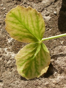 Sugar pea leaf