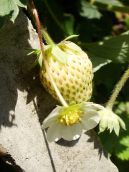 Strawberry