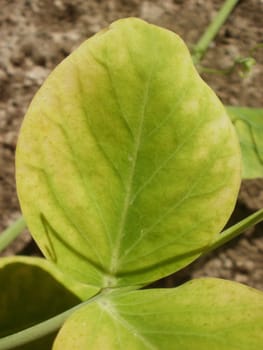 Sugar pea leaf