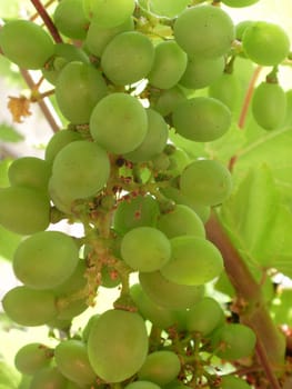 Grapes