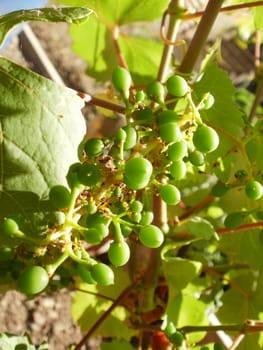 Grapes