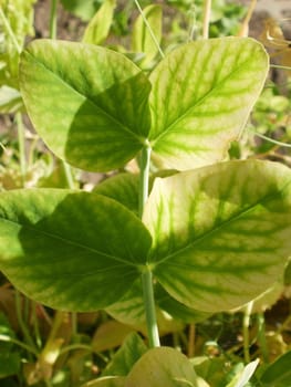 Sugar pea leaf