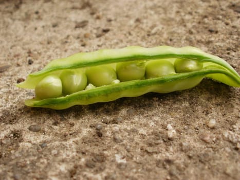 Sugar pea leaf