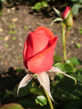 rose without hip without rosehip