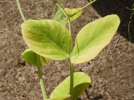 Sugar pea leaf