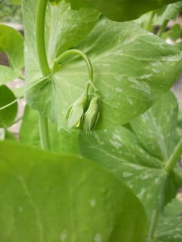 Sugar pea leaf