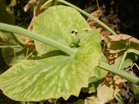 Sugar pea leaf