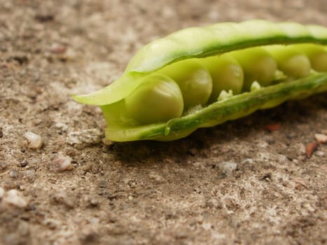 Sugar pea leaf