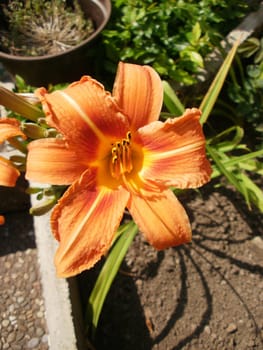 Lily