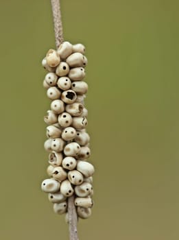 Blackberry spinner's eigelege parasitic wasps (Macrothylacia rubi)