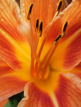 Lily
