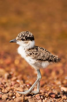 A lapwing chick walks on the pebbled beach on an island inside Lake Victoria in East Africa.