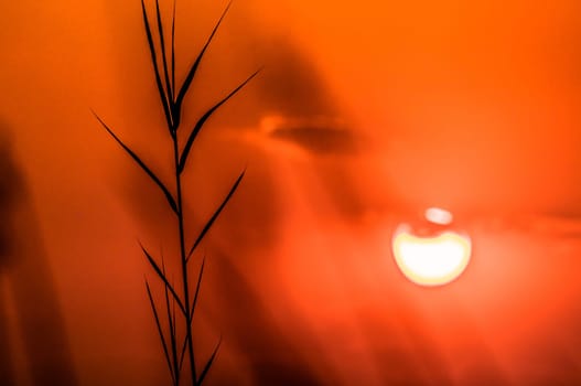 The silhouette of a papyrus plant is seen in front of the setting sun in the Okavango Delta in Botswana