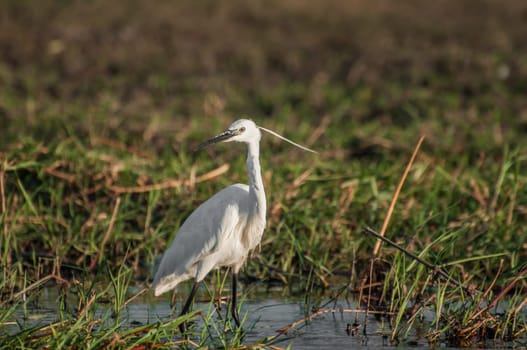 An Egret walks in the shallow water of the Chobe river, close to the bank, during the late afternoon.