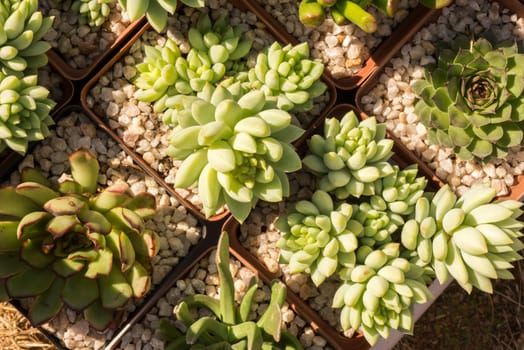 Succulent plants in pots as viewed from above.