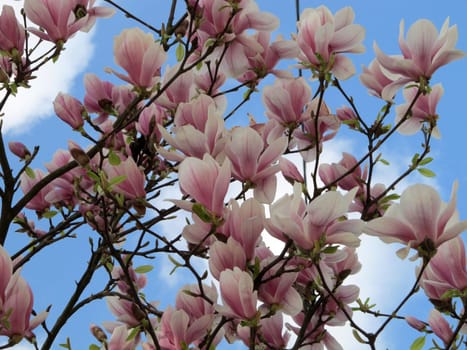 Magnolien