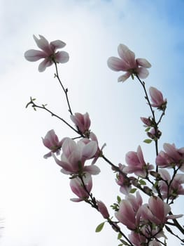 Magnolien