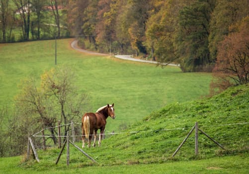 A horse in the pasture