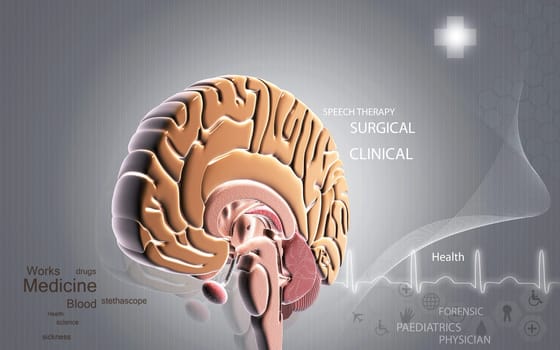Digital illustration of brain in colour background