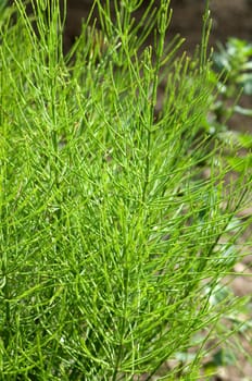 Ackerschachtelhalm  Equisetum  arvense