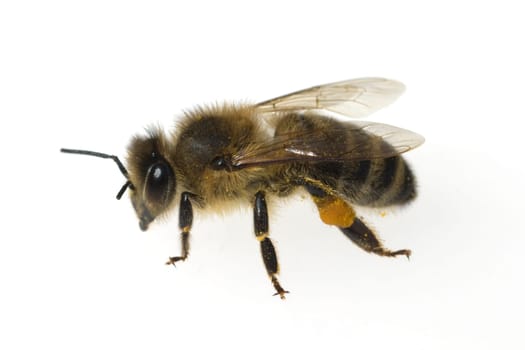 Biene  Apis  mellifera  Honigbiene  Insekt