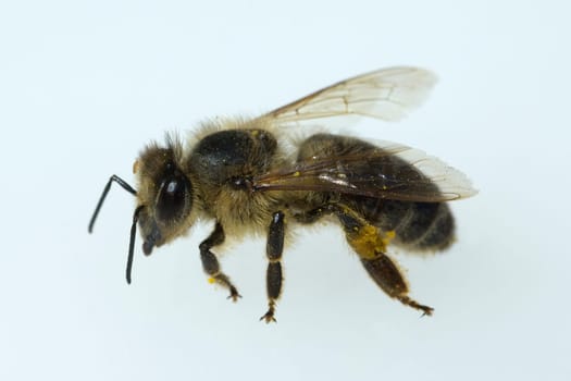 Biene  Apis  mellifera  Honigbiene  Insekt