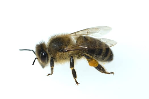 Biene  Apis  mellifera  Honigbiene  Insekt