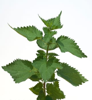 Brennnessel  Urtica, Dioica  Grosse