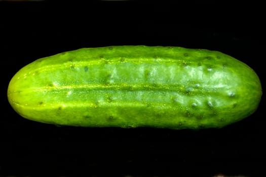 Gurken  Cumumis, sativus