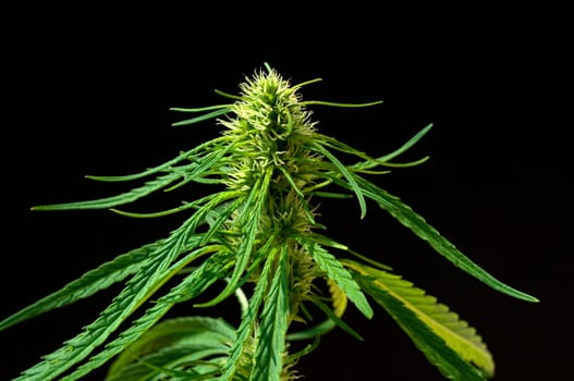 Hanfbluete, weiblich, hanf, cannabis, indica