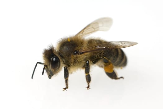 Biene  Apis  mellifera  Honigbiene  Insekt