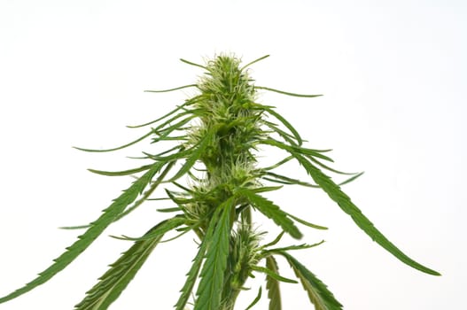 Hanfbluete, weiblich, hanf, cannabis, indica