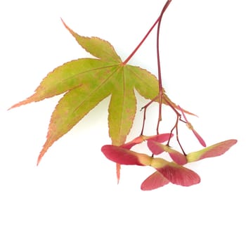 Faecherahorn, gruener, Acer, palmatum,  Osakazuki