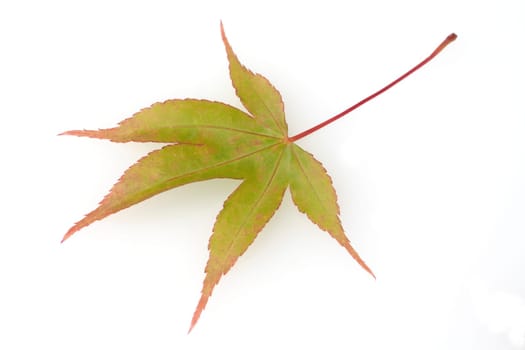 Faecherahorn, gruener, Acer, palmatum,  Osakazuki
