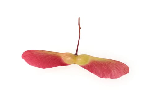Faecherahorn, gruener, Acer, palmatum,  Osakazuki