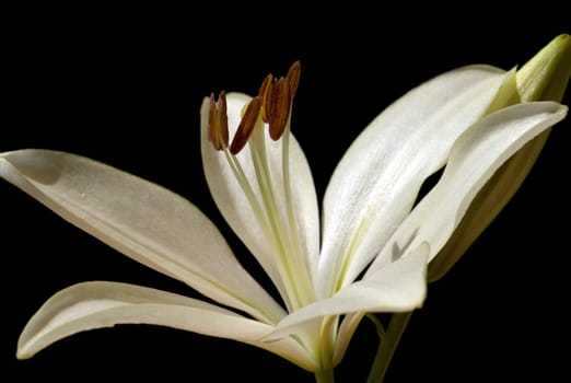 lily  hybrid  Lilies