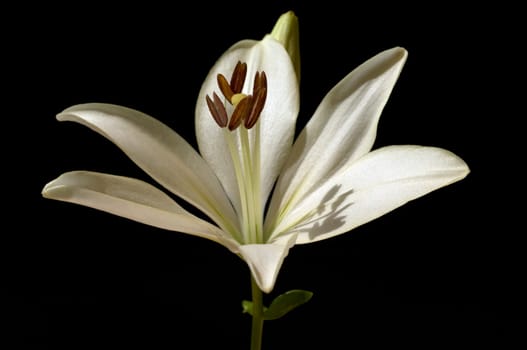 lily  hybrid  Lilies