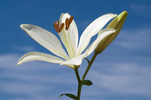 lily  hybrid  Lilies