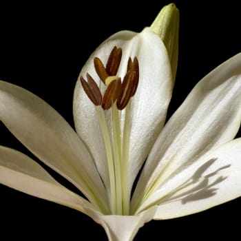 lily  hybrid  Lilies
