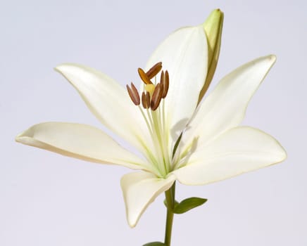 lily  hybrid  Lilies