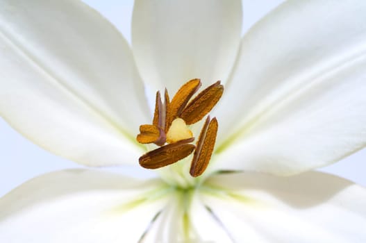 lily  hybrid  Lilies