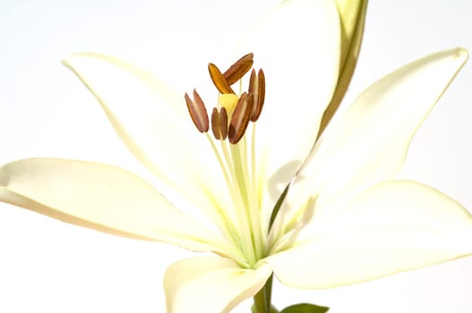 lily  hybrid  Lilies